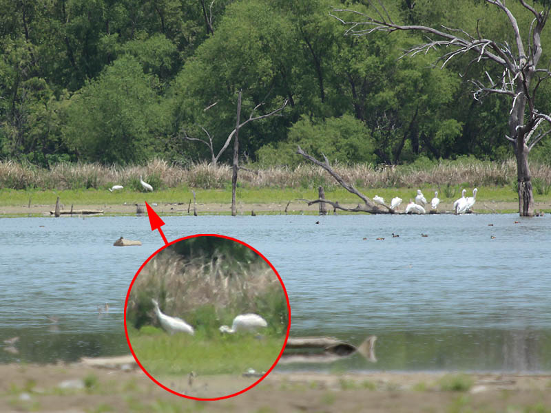 A pair of Whooping Cranes (indicated by the arrow) passing by a larger congregation of American White Pelicans.