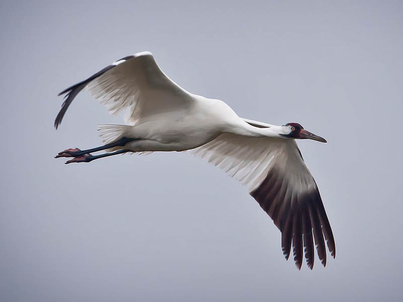 A Whooping Crane in flight.