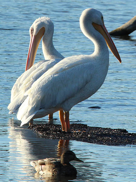 American White Pelican.  There are a number of these at Lake Ray Hubbard.