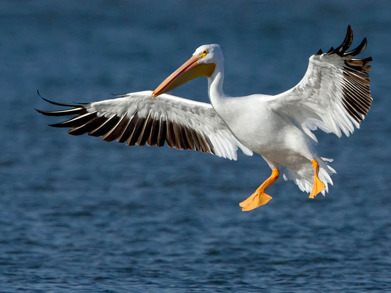 An American White Pelican in flight.