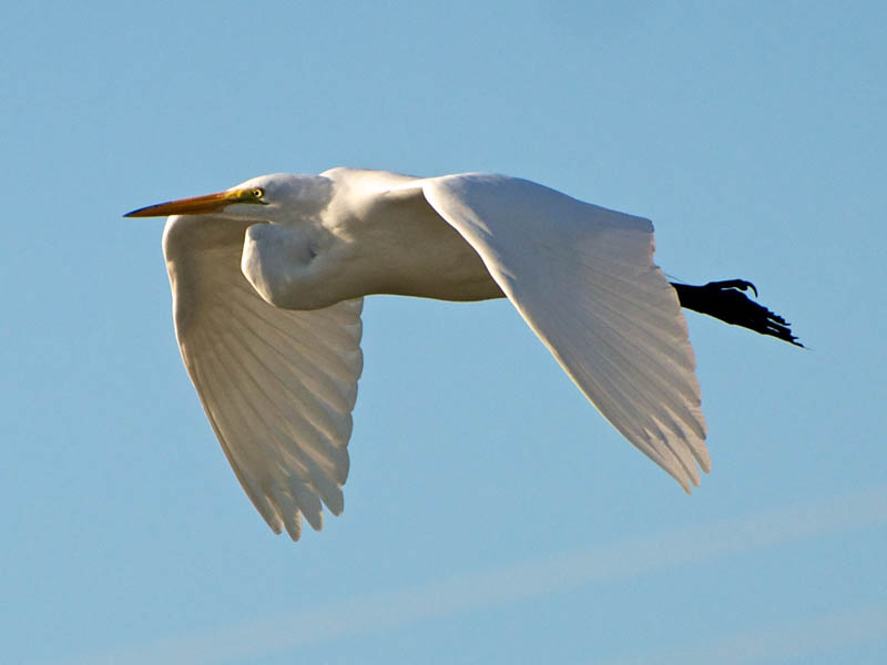 A Great Egret in flight.