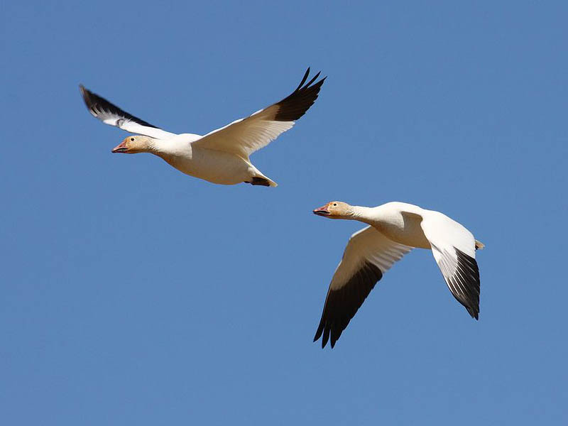 Snow Geese in flight.