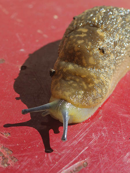 Yellow Garden Slug - Big and Slimy
