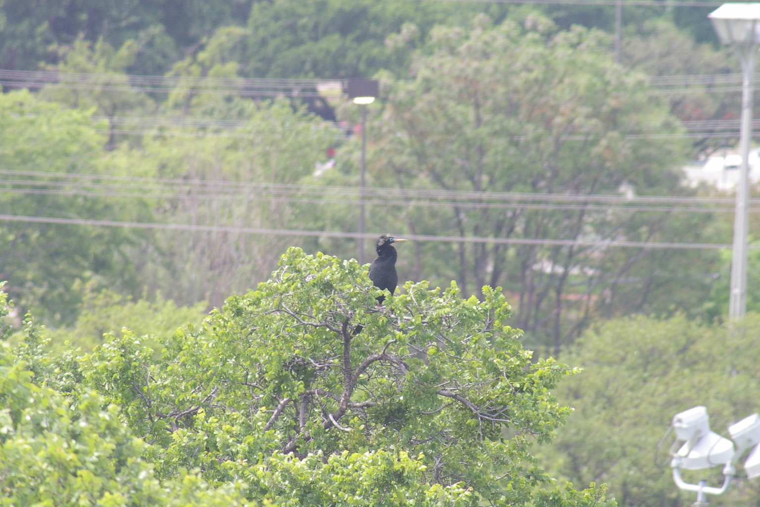 Anhinga - From the Archives