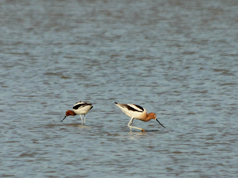 americanavocet-protective-006American Avocet - Protective