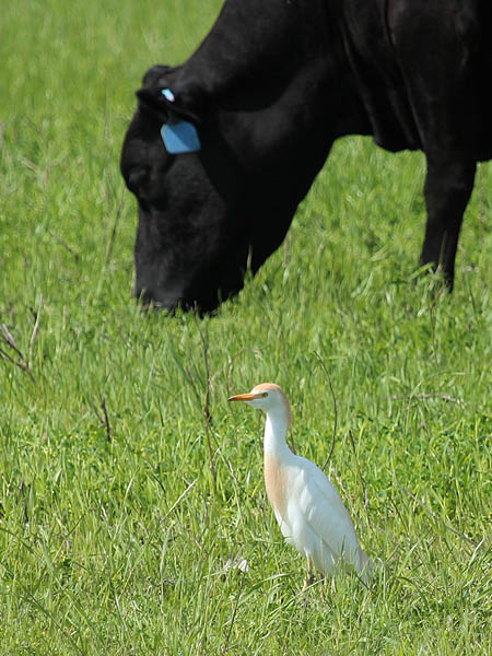 Cattle Egret - Among Friends