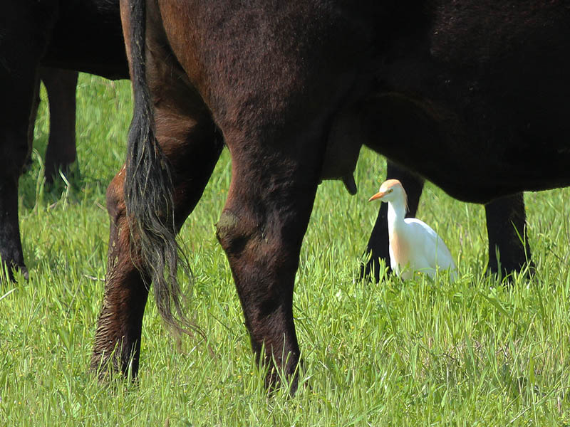 Cattle Egret - Among Friends