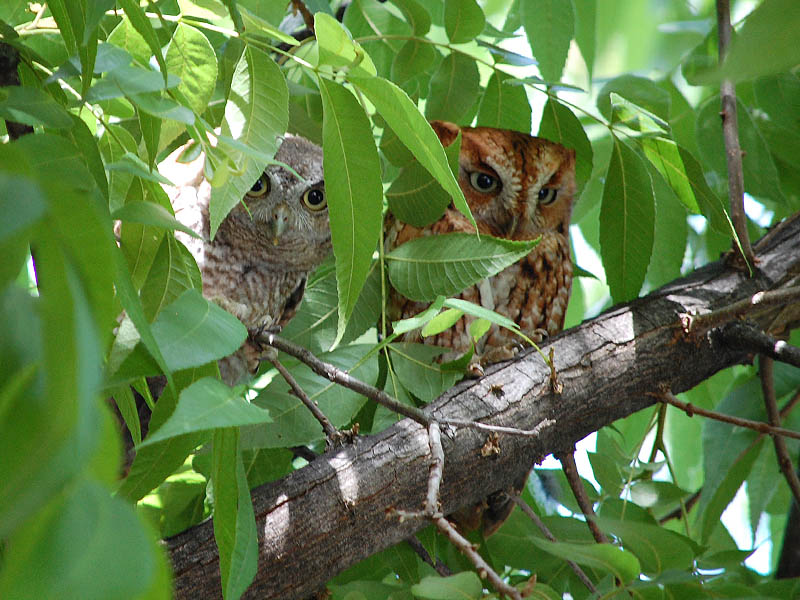 A juvenile and an adult Eastern Screech Owl side by side.