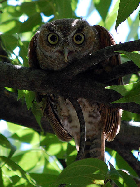 Eastern Screech Owl - The Latest