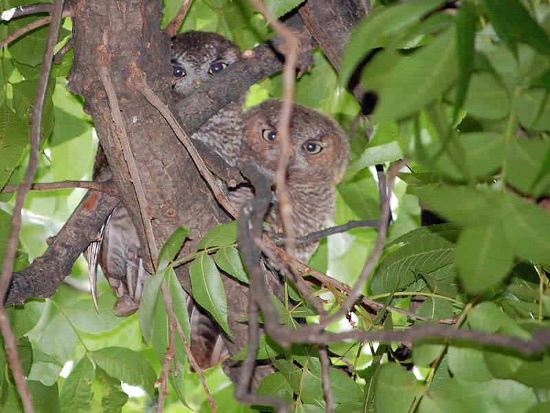 Eastern Screech Owl - Update from Irving