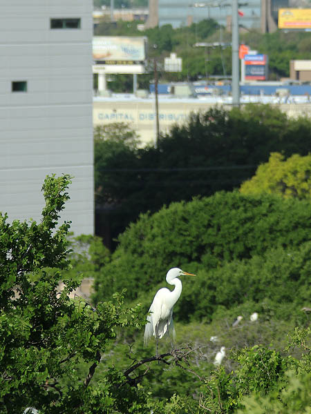 Great Egret - UTSWMC