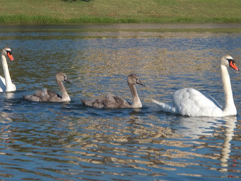 Mute Swan - Josey Ranch Lake Park