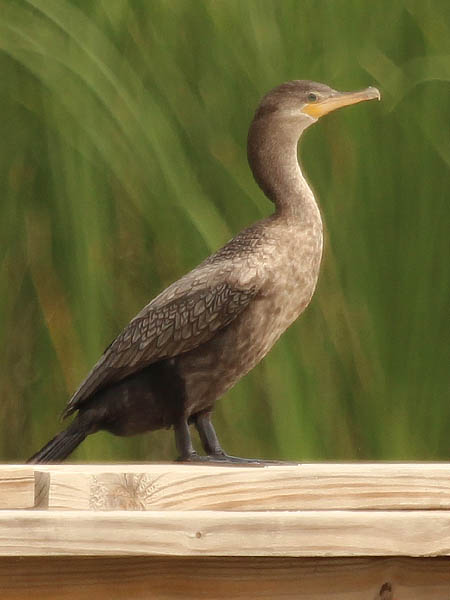 Neotropic Cormorant - On the Boardwalk