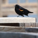 Red-winged Blackbird - John Bunker Sands