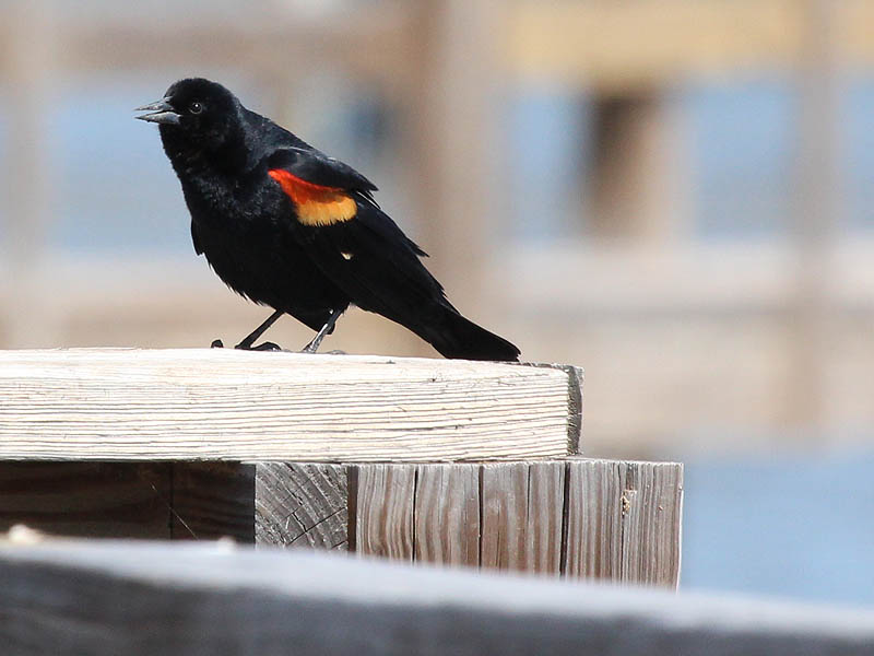 Red-winged Blackbird - John Bunker Sands