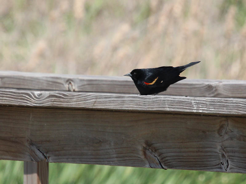 Red-winged Blackbird - John Bunker Sands