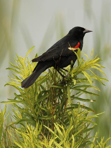 Red-winged Blackbird - Park Patrol