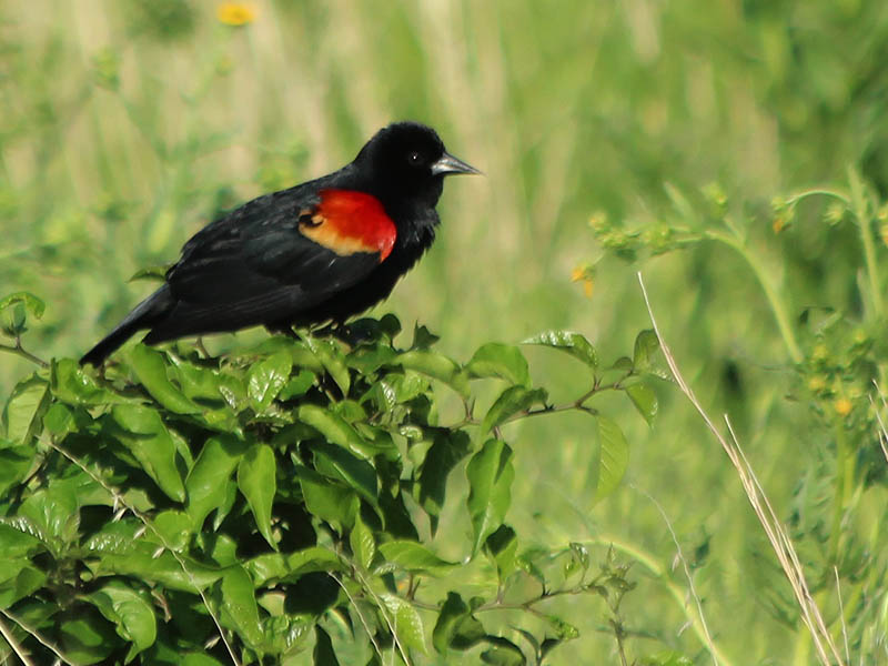 Red-winged Blackbird - Park Patrol