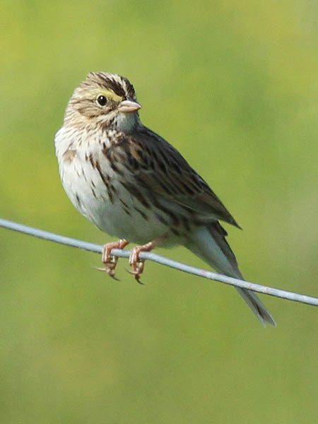 Savannah Sparrow -Together