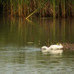 Snowy Egret - Having a Drink