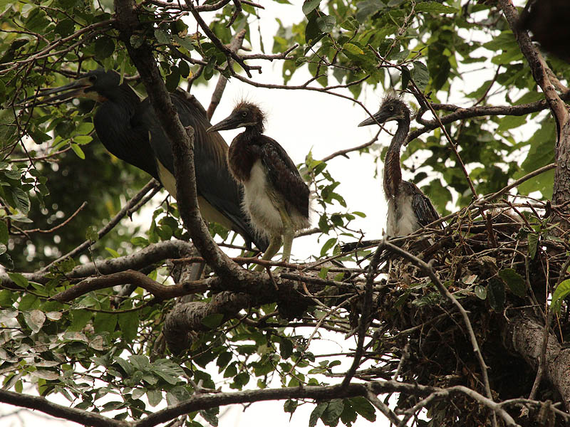 Tricolored Heron – UTSWMC Nest Update 9