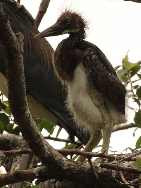 Tricolored Heron – UTSWMC Nest Update 9