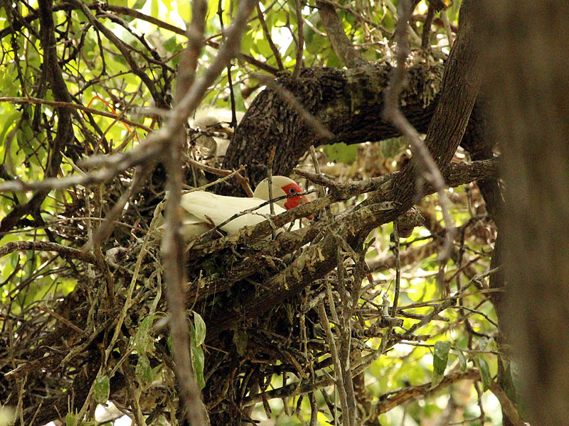 White Ibis - UTSWMC Nest Update 6