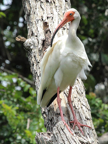 White Ibis - UTSWMC Nest Update 6