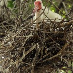 White Ibis - UTSWMC Nest Update 7
