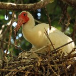 White Ibis – UTSWMC Nest Update 8