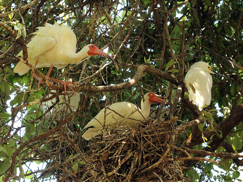 Care of Young, Nesting