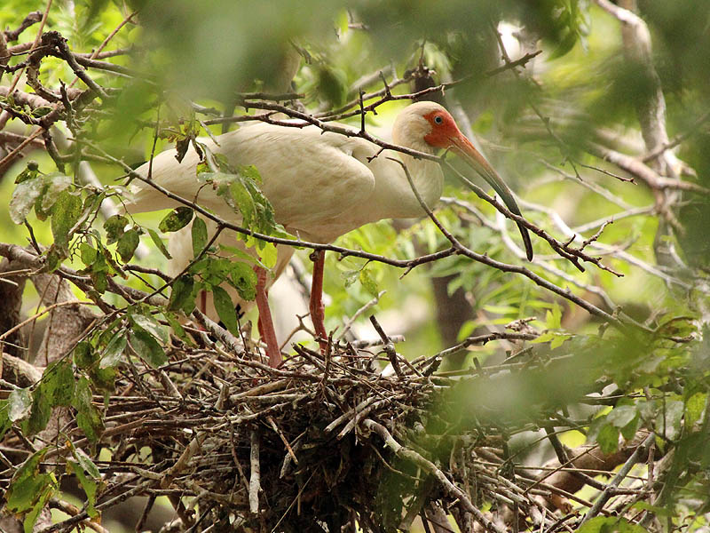 White Ibis - UTSWMC Nest Update 9