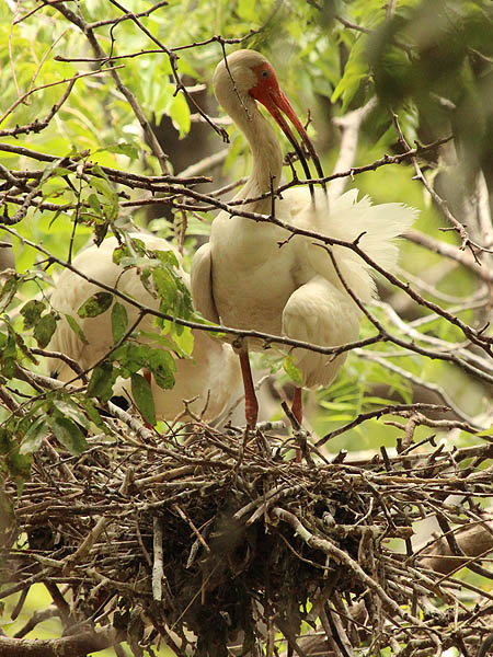 White Ibis - UTSWMC Nest Update 9