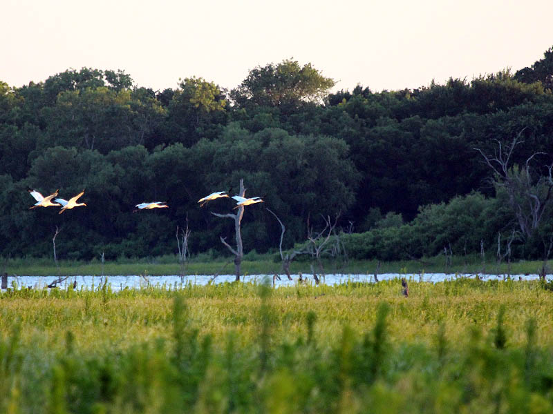 Whooping Crane - Summer of the Cranes