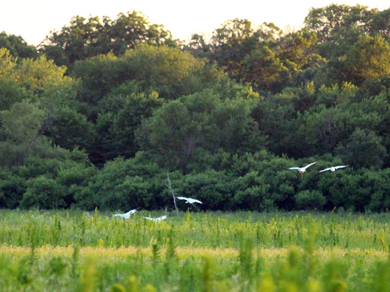 Whooping Crane - Summer of the Cranes