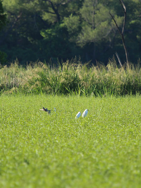 Great Egrets foraging on the recently inundated floodplain.
