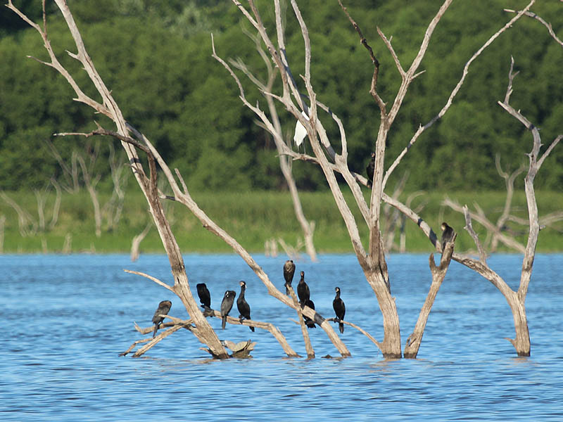 Neotropic Cormorants at Lake Ray Hubbard.