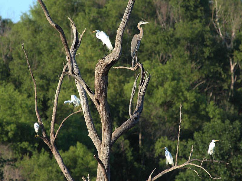 Great Egrets, a Snowy Egret, and a Great Blue Heron at Lake Ray Hubbard.
