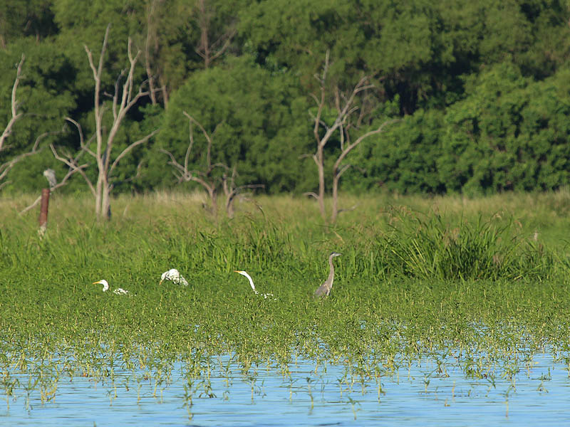 Egrets and Herons wading through the shallow waters of Lake Ray Hubbard.