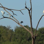 Whooping Crane - Week Six: Farewell