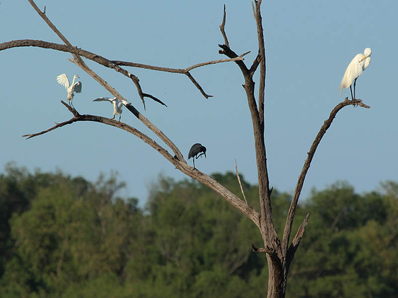 From left to right: A juvenile Little Blue Heron, an Snowy Egret, an adult Little Blue Heron, and a Great Egret.