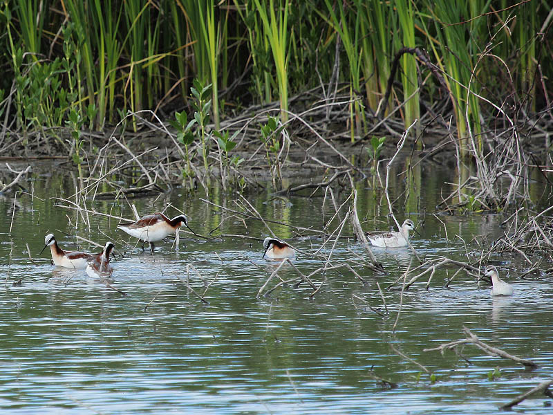 A group of phalaropes feeding in shallow water.