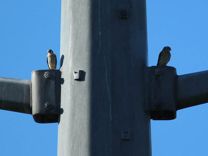 Mom is on the right.  The fledgling kestrel is on the left.