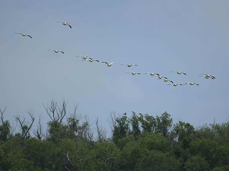 American White Pelican - Lake Ray Hubbard