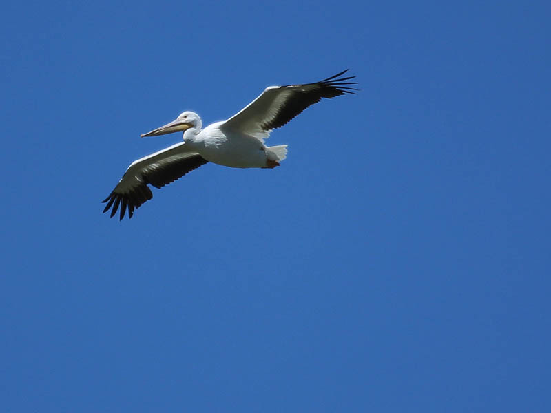 American White Pelican - Landing