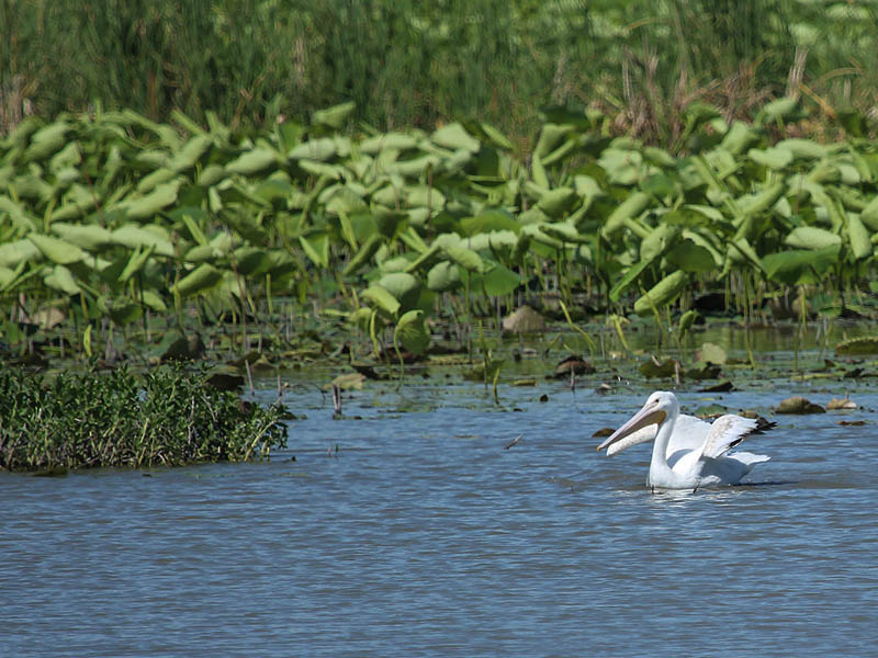 American White Pelican - Landing