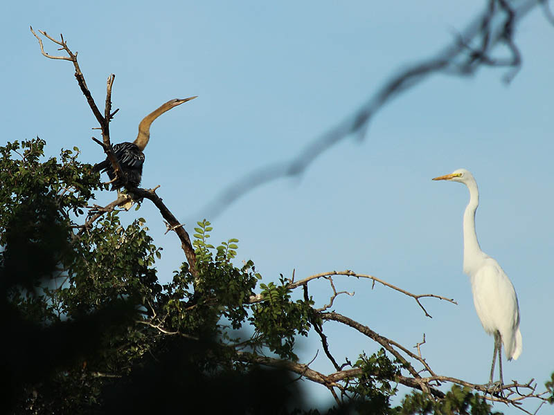 A fledgling Anhinga (left) next to an adult Great Egret (right).
