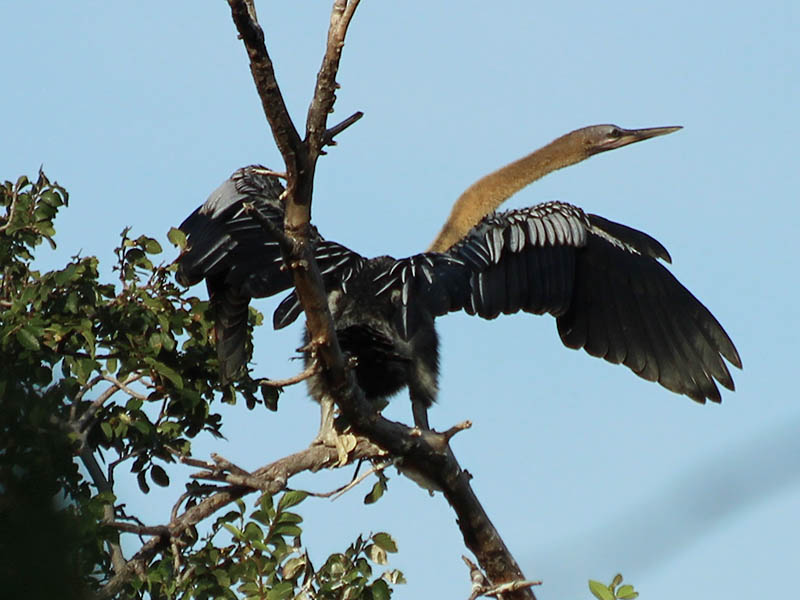 A juvenile Anhinga exercising his wings.