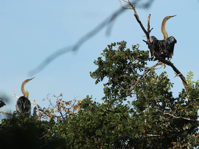 A pair of fledgling Anhingas together near the top of the canopy.
