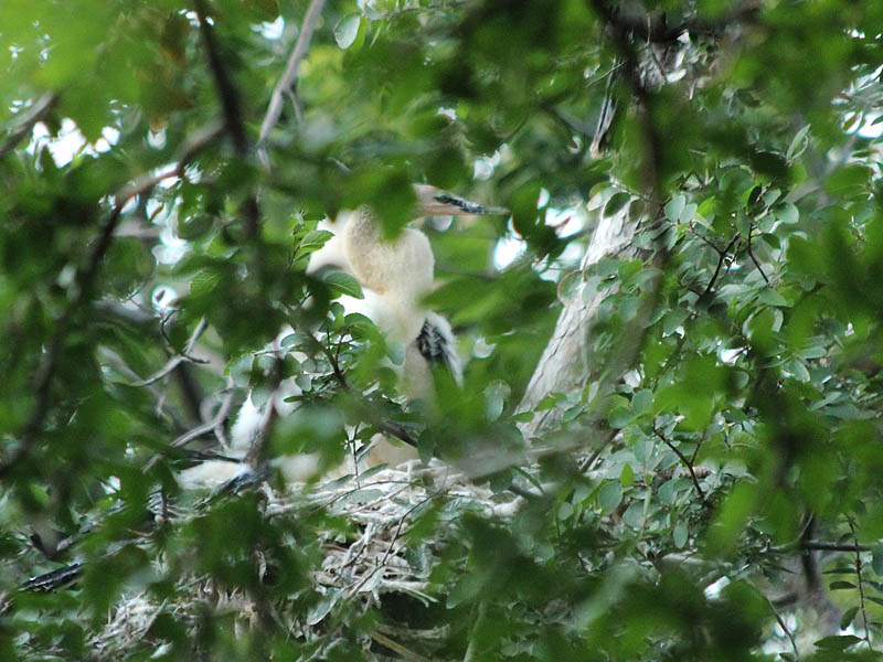 Juvenile Anhingas still on the nest.